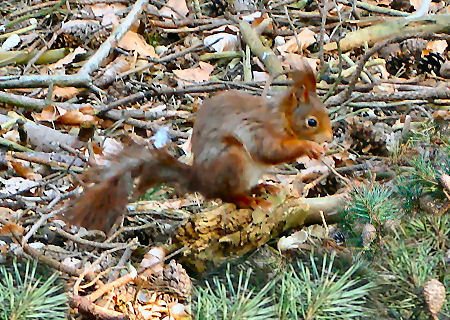 Red Squirrel