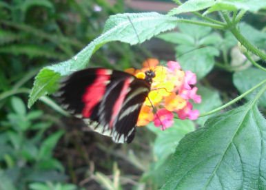 Conway Butterfly Jungle