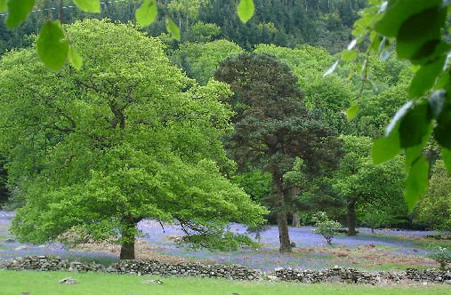 Bluebells in the Gwydyr Forest