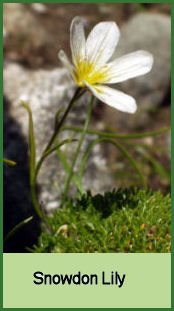 Snowdon Lily